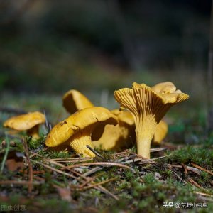 野生菌中四大名菌之一美味鸡油菌