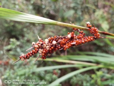 雌雄同体—薹(tai)草