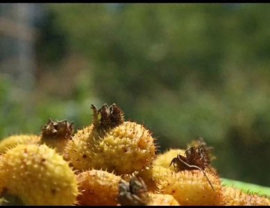 认识刺梨 补充超强VC