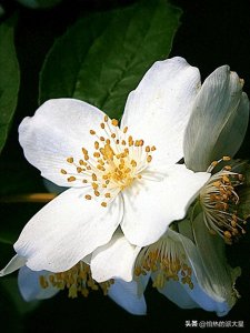每日分享一种植物知识——茉莉