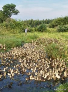 怎样养好鸭,经验全部告诉你