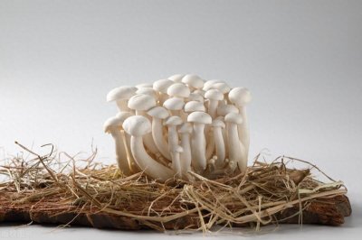 自己动手制作食用菌菌种:简单方法和成功经验分享!