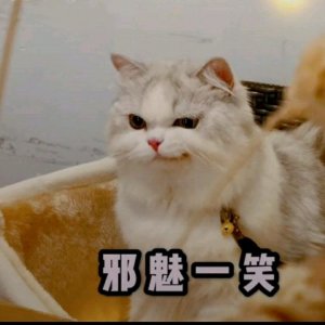 4本精品宠物文,带给你不一样的梦幻体验,保你书荒无忧