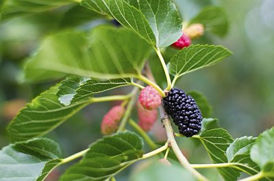 来自新疆特产黑桑葚干,它被称为“民间圣果”,营养是苹果的6倍