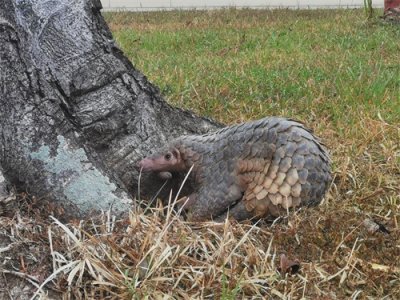 穿山甲溜进警营一点不怵 网友:会爬树的穿山甲头回见