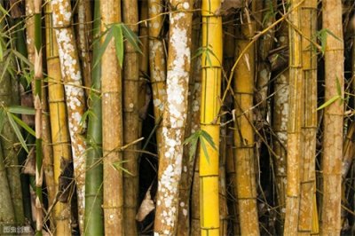 鲜竹酒要慎喝,鲜竹酒恐怕没有那么“鲜”