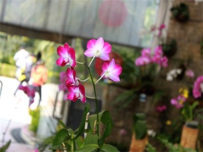 花木春秋35:蝴蝶石斛|改革开放后引进。又称泰国兰,假蝴蝶兰