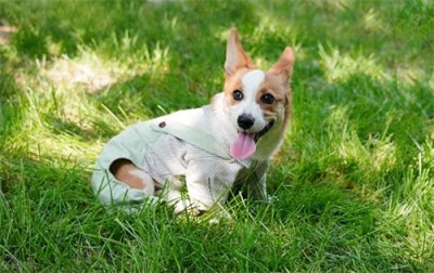 18个洋气招财的狗狗名字,可爱又时尚,回头率很高!