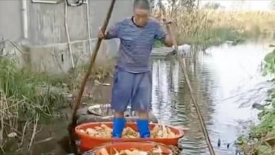 玉米收割机:去年收一亩地60元,今年涨到180块,村民要排队等