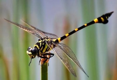 什么是益虫,什么是益鸟和益虫?