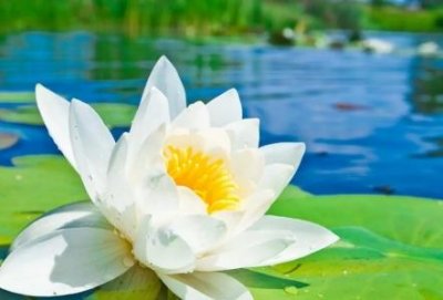 土茯苓的作用与功效 土茯苓有什么功效土茯苓有哪些功效