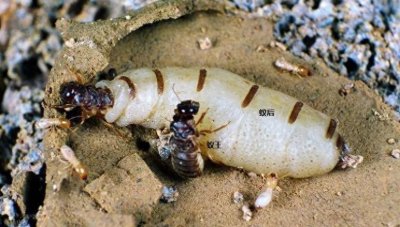 沦为“生育机器”的蚁后,一天产卵上万枚,最后却被子女吃掉!