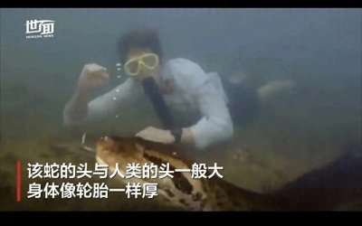 亚马逊再度发现200公斤巨蟒,为何亚马逊如此多巨蟒?