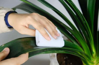 “君子兰”夹箭不开花,愁坏人!教你4招,花箭抽出开花艳!