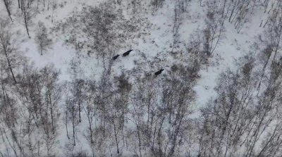 内蒙古惊现“犴达罕”,身形庞大重达千斤,能一脚踢飞凶猛的野狼