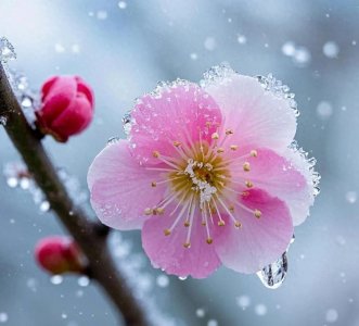 传颂千古的8首梅花绝妙诗词,代表了中国人独有的骨气