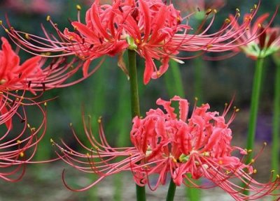 彼岸花代表什么意思(彼岸花的象征意义)