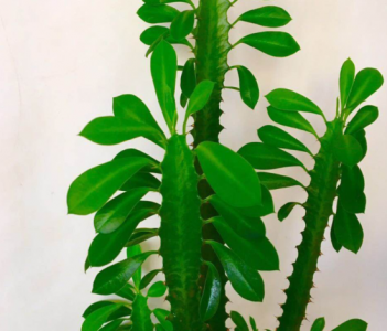 龙骨怎么扦插?抓紧学会这4步,让扦插变轻松