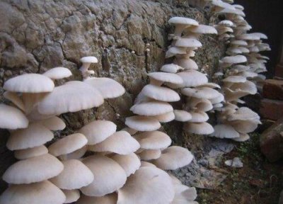 平菇和蘑菇的区别(图片对比)