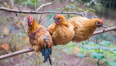 公鸡和母鸡的营养价值有什么区别 公鸡与母鸡的营养价值