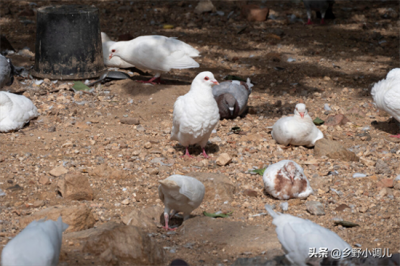 鸽子吃什么食物?