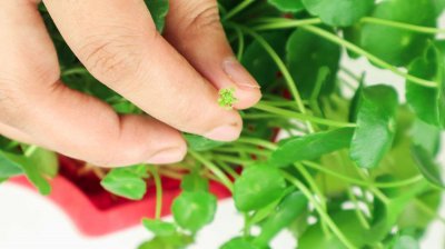 铜钱草土培转水培的方法