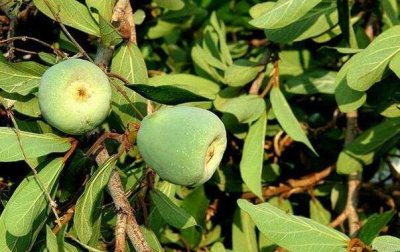 木莲果的功效与作用(木莲果的详细介绍)