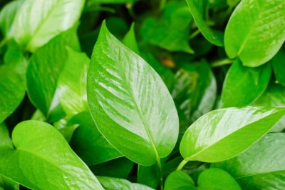 绿萝扦插快速生根方法,水培加白糖能快速生根吗