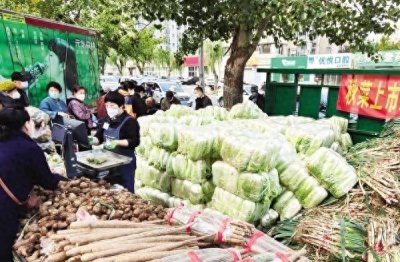 今冬大白菜卖出“白菜价”