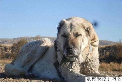 凶猛如同雄狮的猛犬,只有它才配以野兽自居,欧美国家已将其封杀