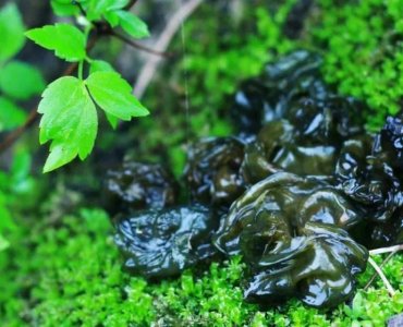 中国特色山野美食《地木耳》