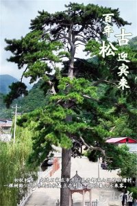 按图索冀|百年古松迎宾来