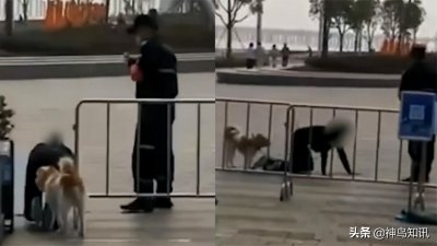 网曝深圳一女子和狗同拴一根绳跪地爬行,边爬边学狗叫,警方:已找到女子问询