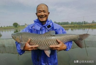 青鱼是海鱼还是淡水鱼(四大家鱼之首青鱼简单介绍)