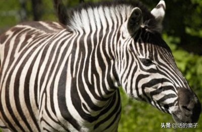 视觉上的伪装:黑白条纹的生态功能