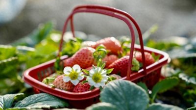 四大草莓园春节甜蜜不打烊,来宝山罗泾共尝“莓好”