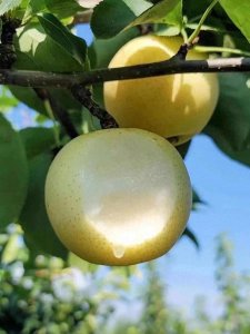 博望黄金梨,又到成熟季节