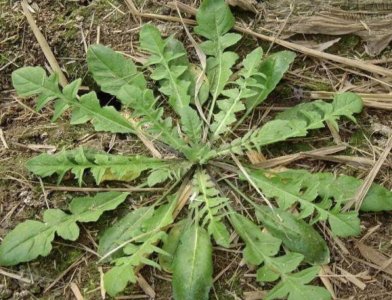 早春的美味,地米菜