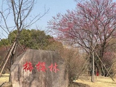 上海顾村公园早樱初绽!一起来开启浪漫赏花季