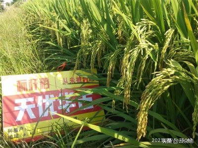 超级杂交稻天优华占,华占系列中的经典,高产稳产的好品种