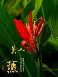 植物图鉴 09 | 美人蕉,美人颜色胜芙渠