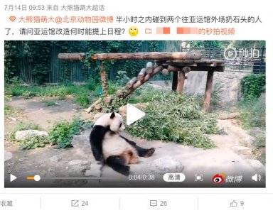 有人向场馆内扔石头砸大熊猫?北京动物园:它未受伤 将提升场馆硬件