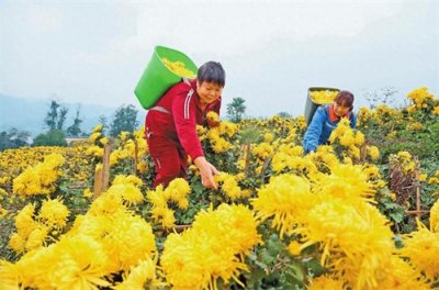 金菊飘香 带富一方