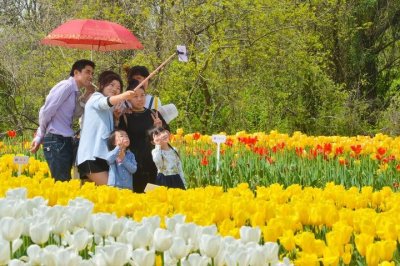 太子湾挤爆?良渚郁金香花海人少速来