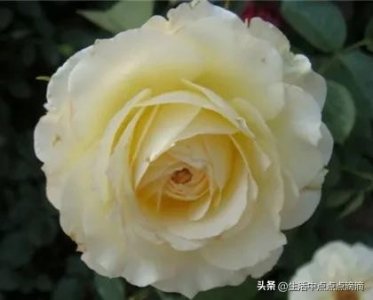 分享图片——丰富多彩的月季花