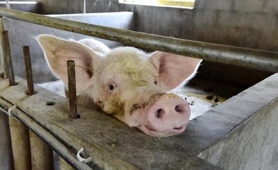 涨价不代表好消息!生猪行情难预测,市场稳定性遥遥无期?