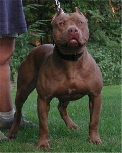 世界十大猛犬排行