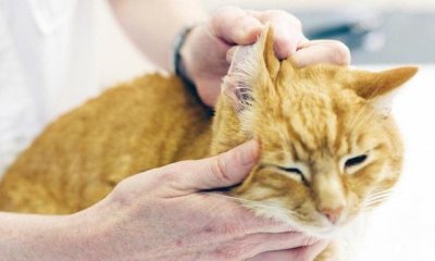 猫咪的耳朵怎么清理?